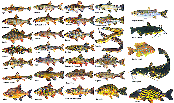 Choisir Son Espèce De Poisson Pour L'aquaponie - Aquaponie France