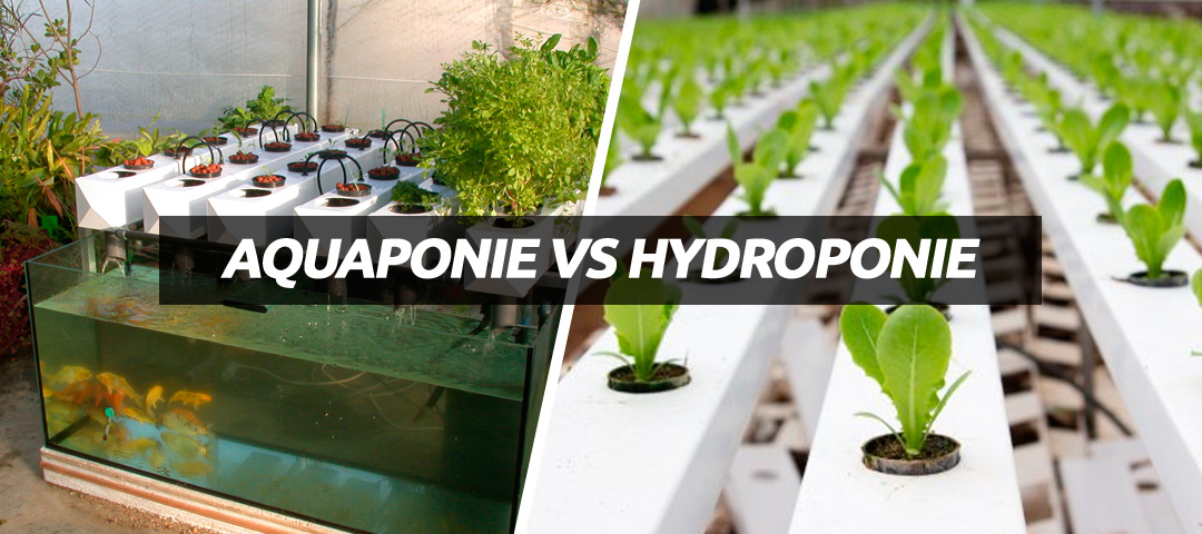 https://www.aquaponiefrance.com/wp-content/uploads/2015/09/aquaponie-vs-hydroponie-1.jpg